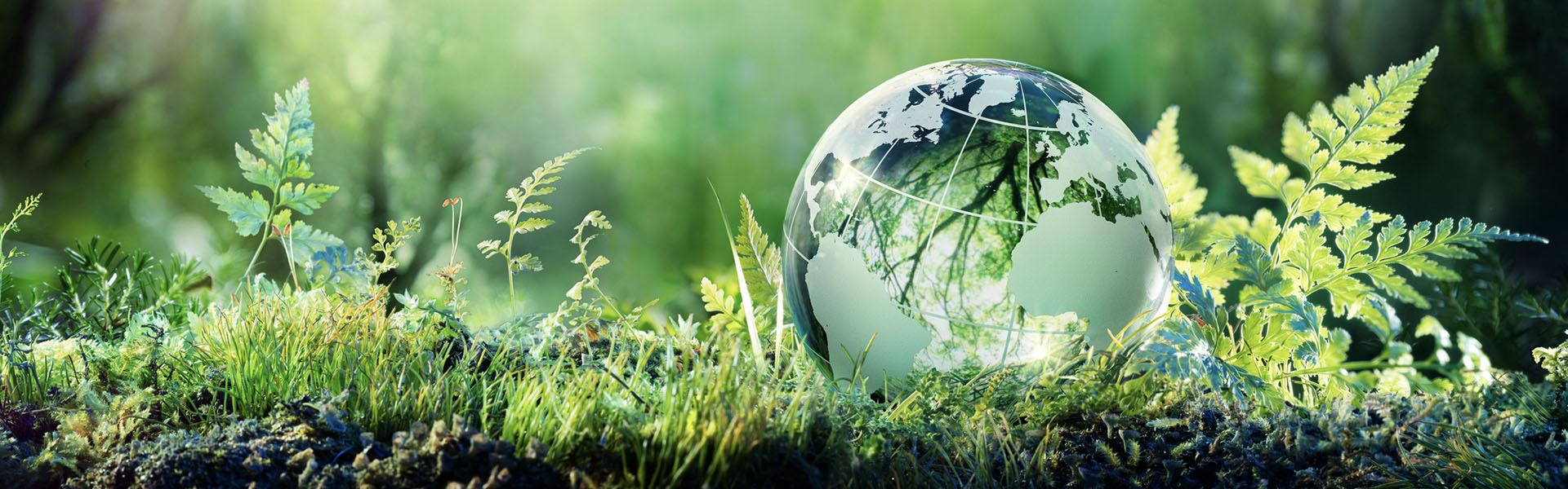 Earth sustainability and consumption conscious